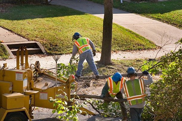 Dead Tree Removal in Englewood, TN